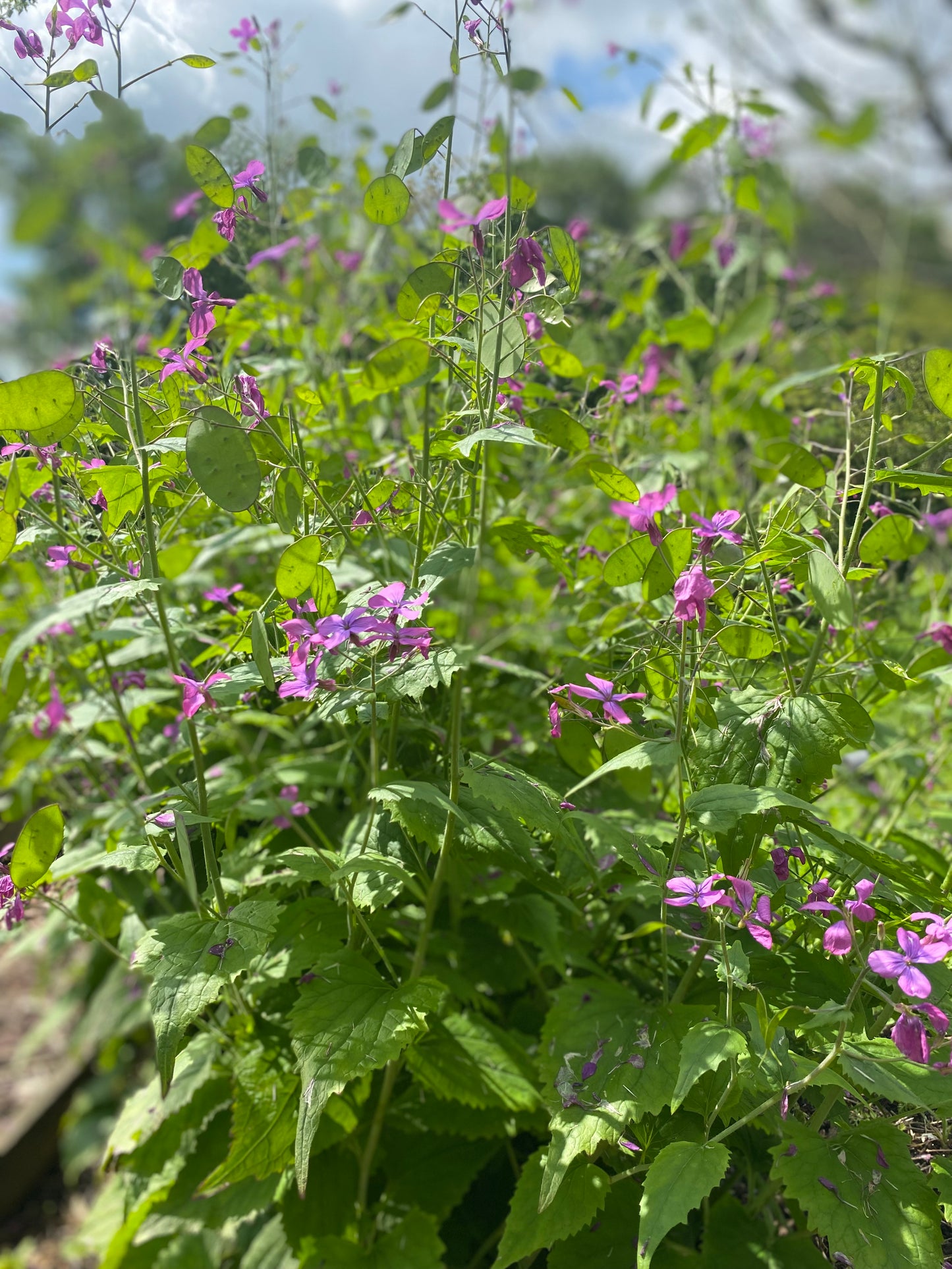 Lunaria annua (biennis) - Judaspenning