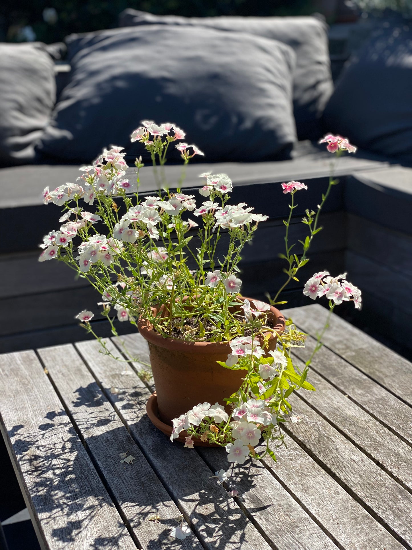 Phlox Drummondii Blushing Bride