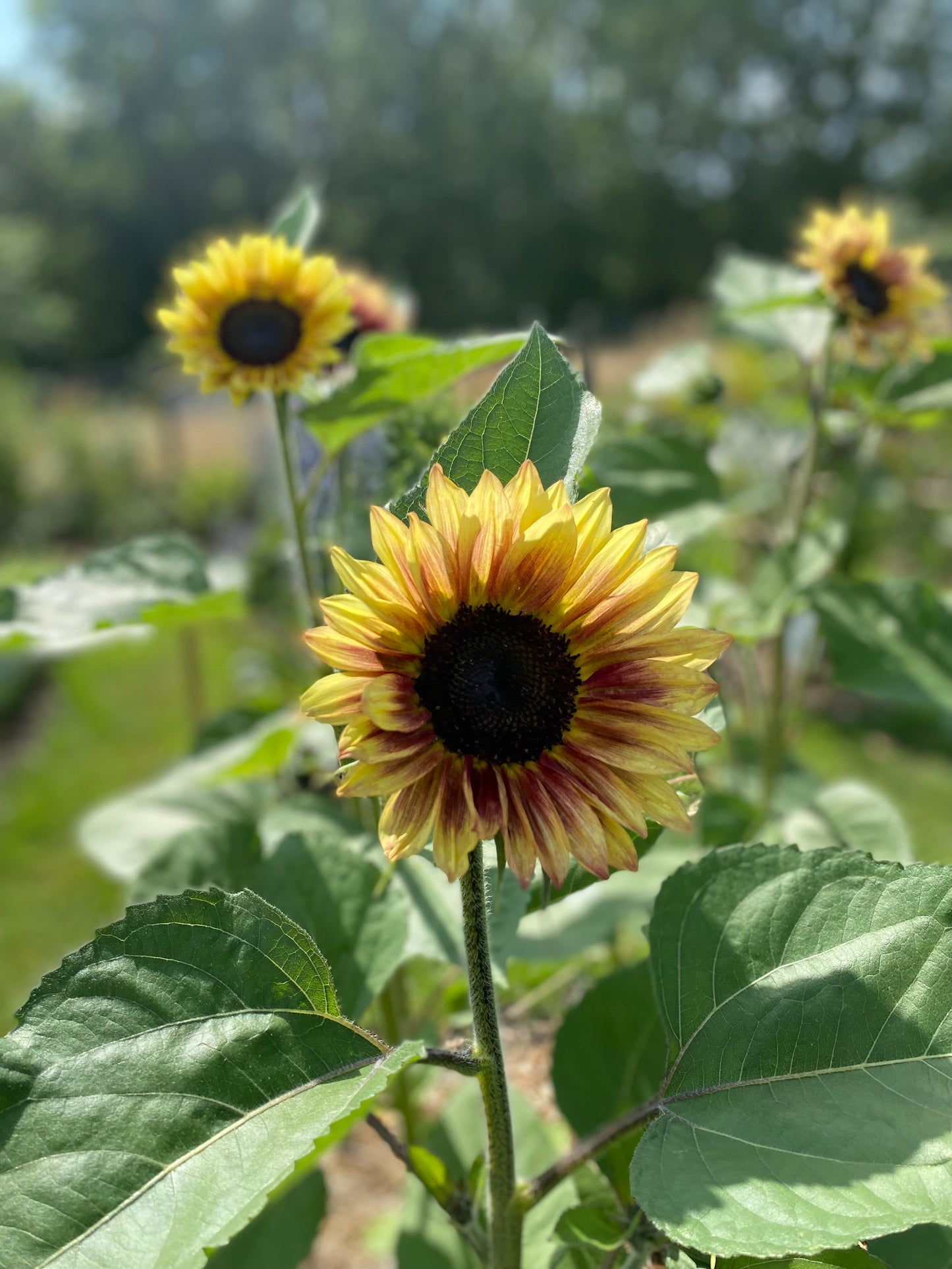 Zonnebloem Marley - Helianthus annuus Marley