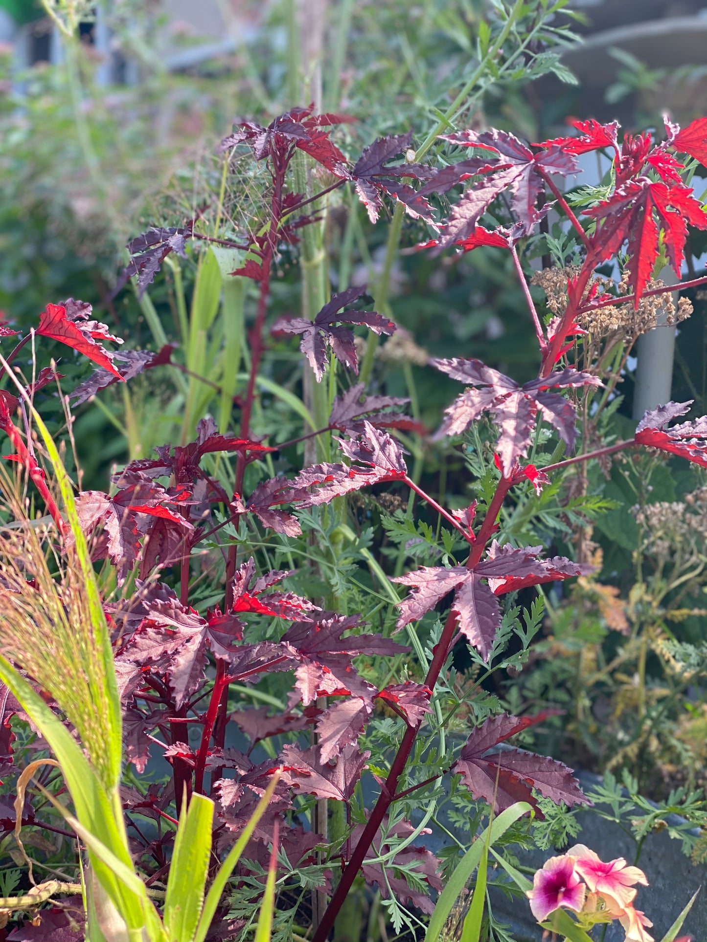 Hibiscus acetosella "Mahogany Splendor"