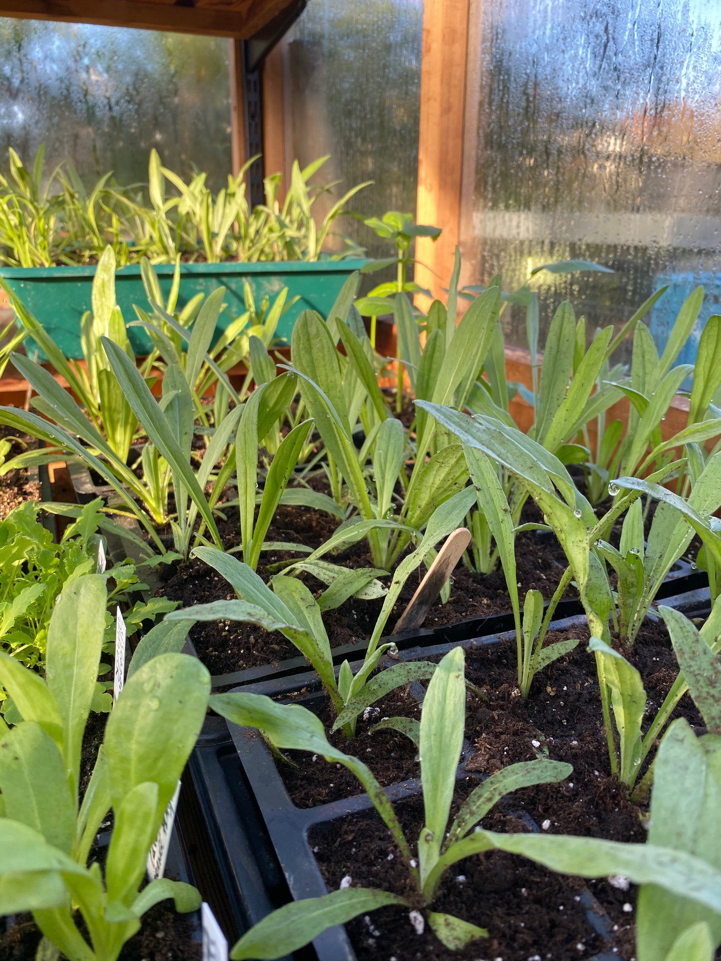 Korenbloem - Centaurea cyanus 'Ball Mix'