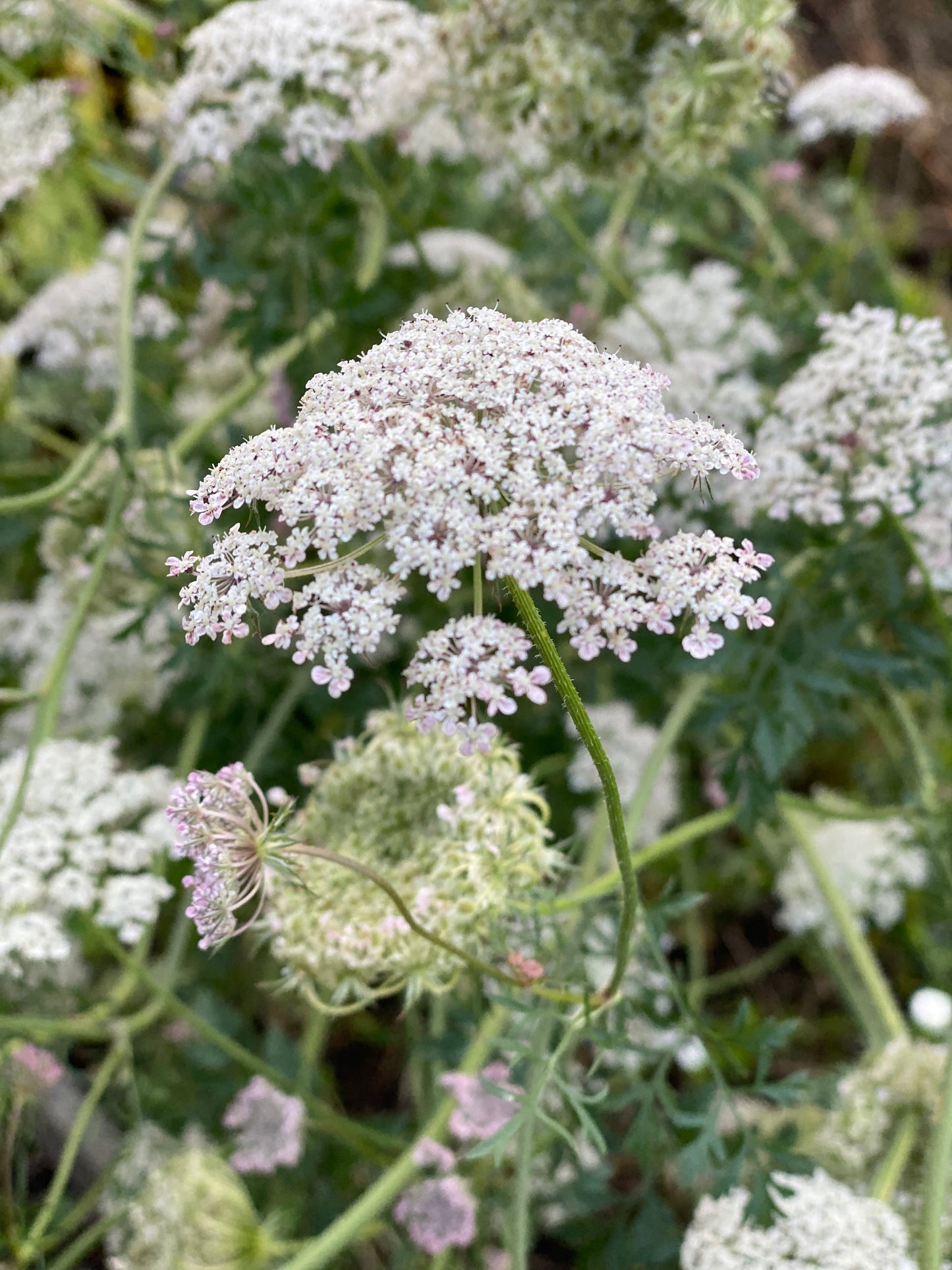 Daucus Carota