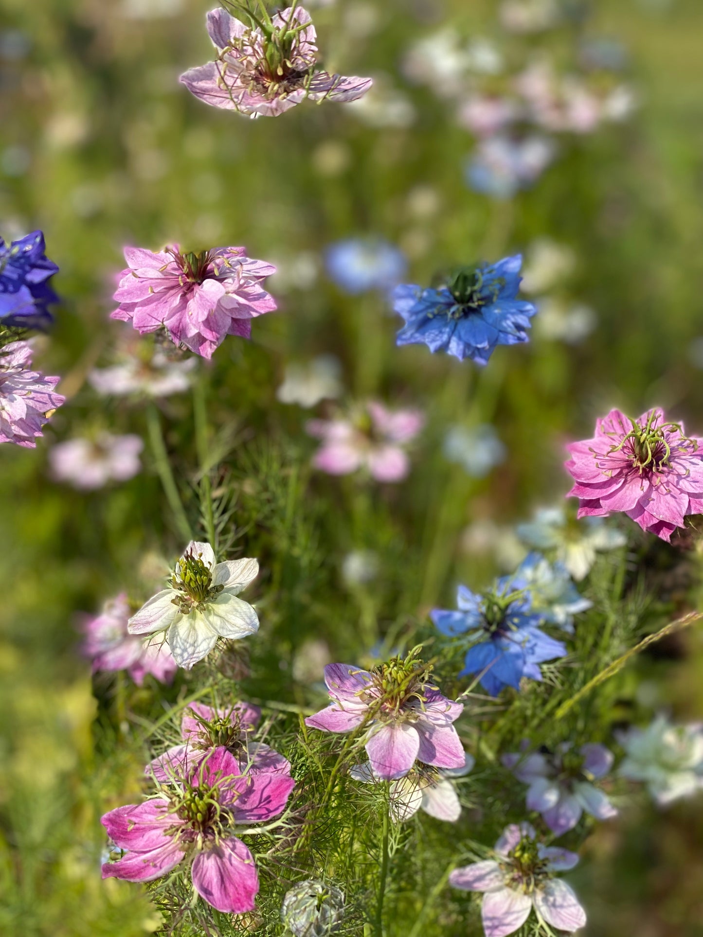 Juffertje-in-het-groen - Nigella damascena "mix”