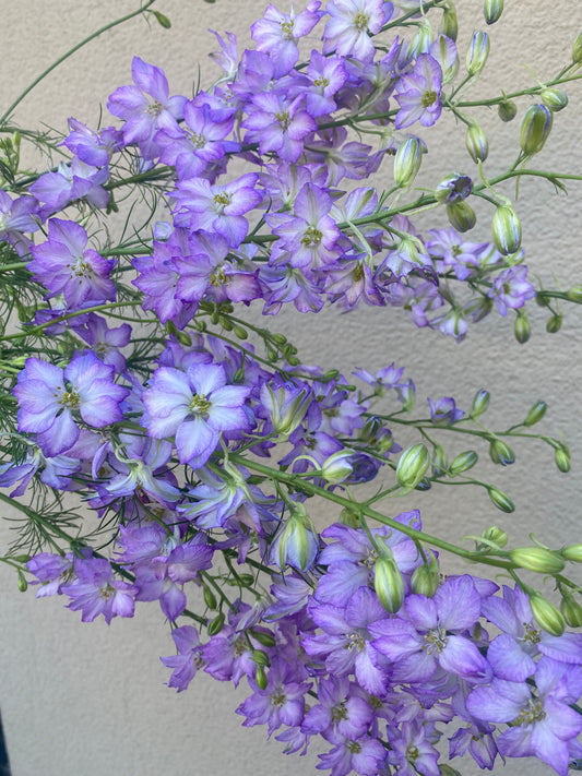 Delphinium Consolida Fancy Purple Picotee (ridderspoor)