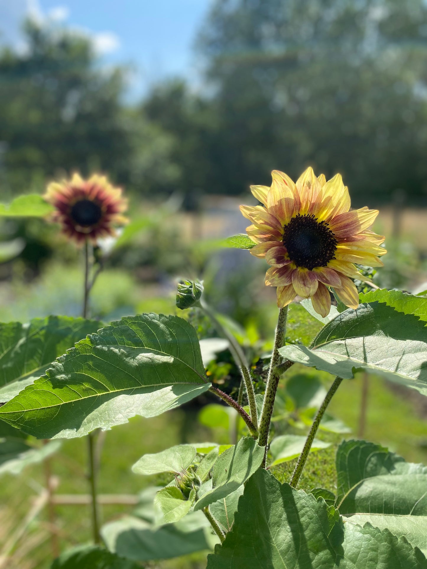 Zonnebloem Marley - Helianthus annuus Marley