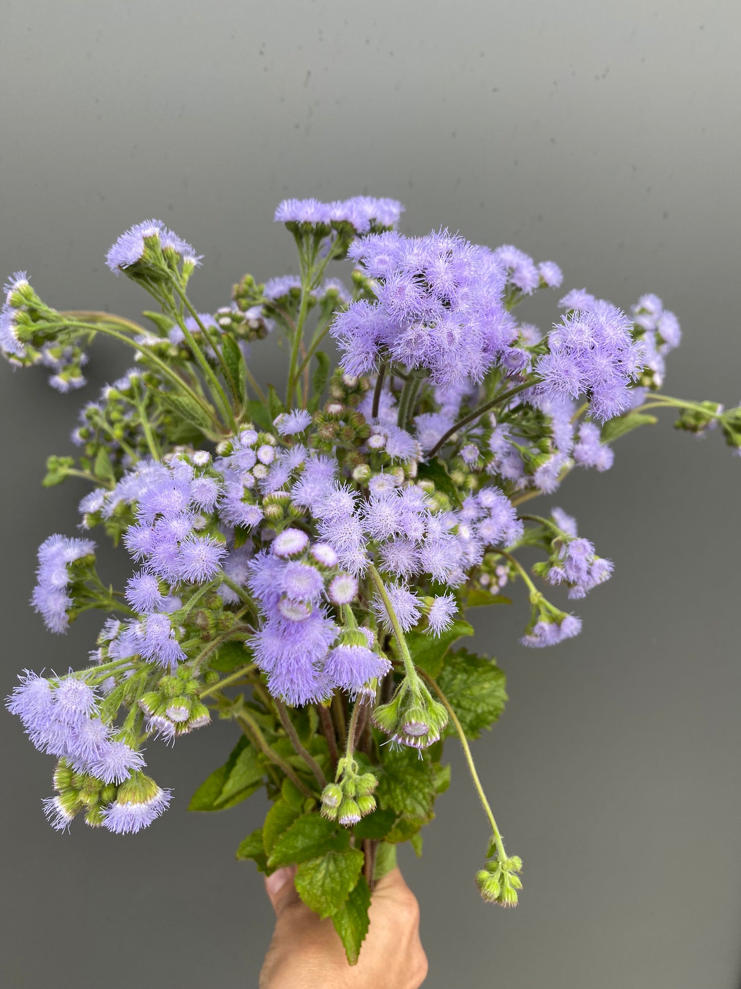 Ageratum houstonianum mix