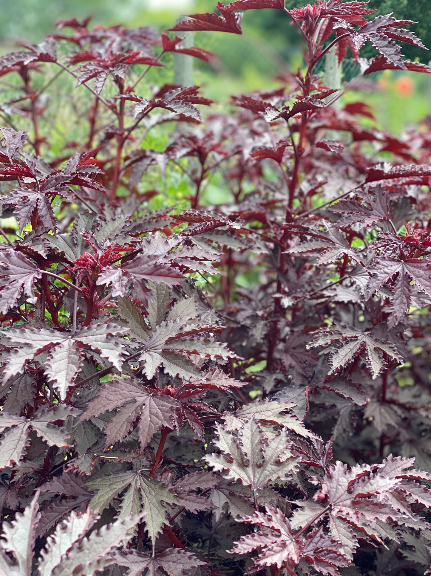 Hibiscus acetosella "Mahogany Splendor"