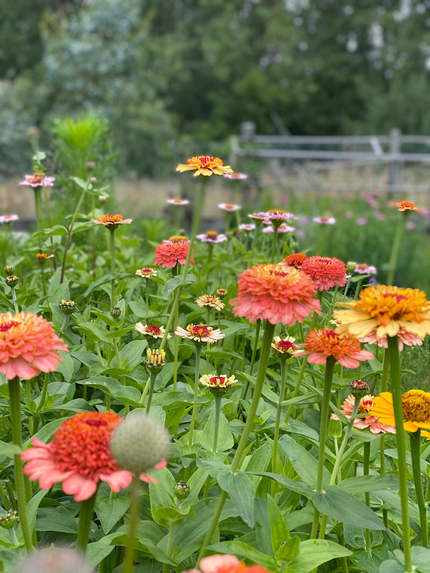 Zinnia Zinderella Peach