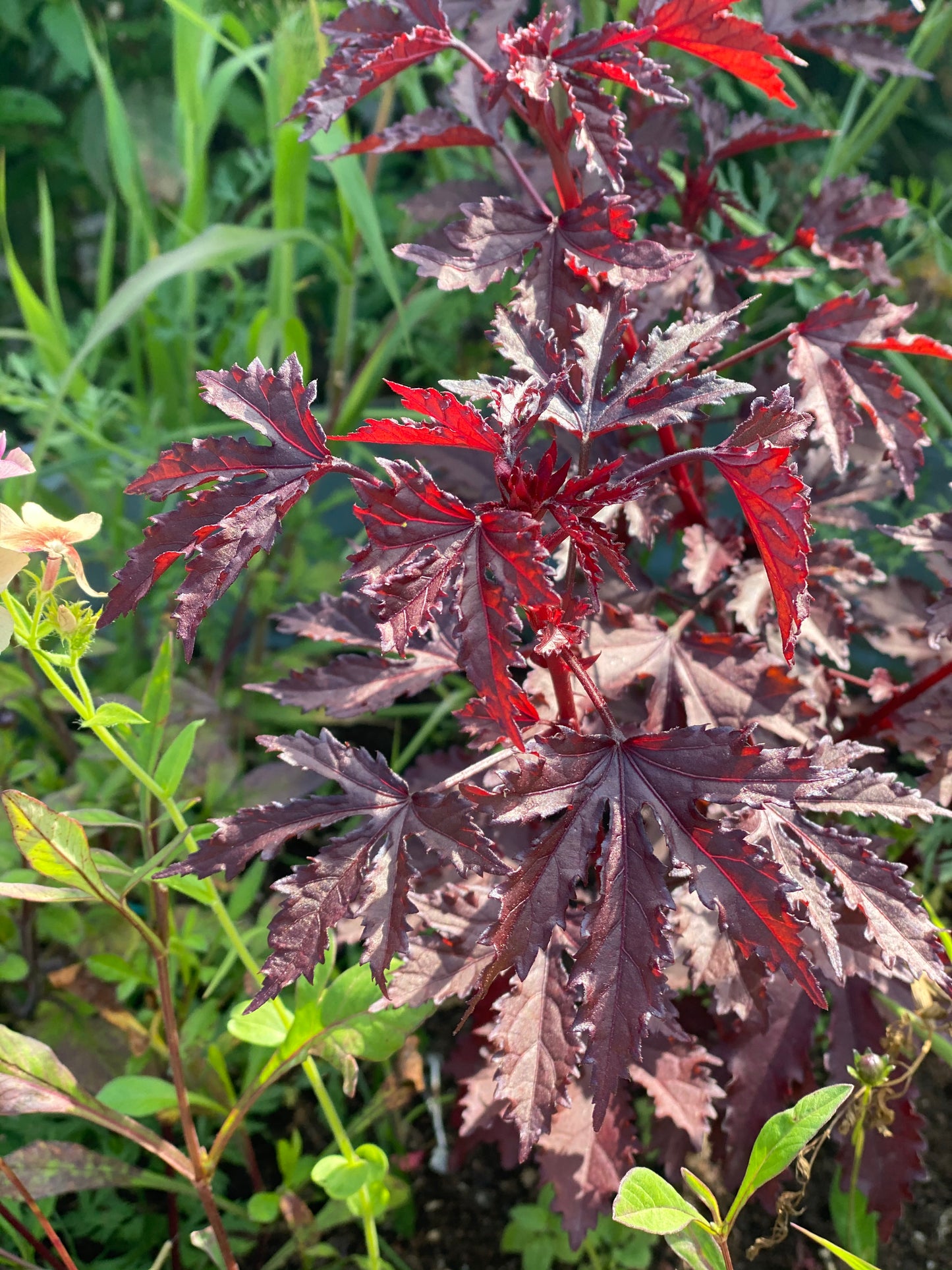 Hibiscus acetosella "Mahogany Splendor"