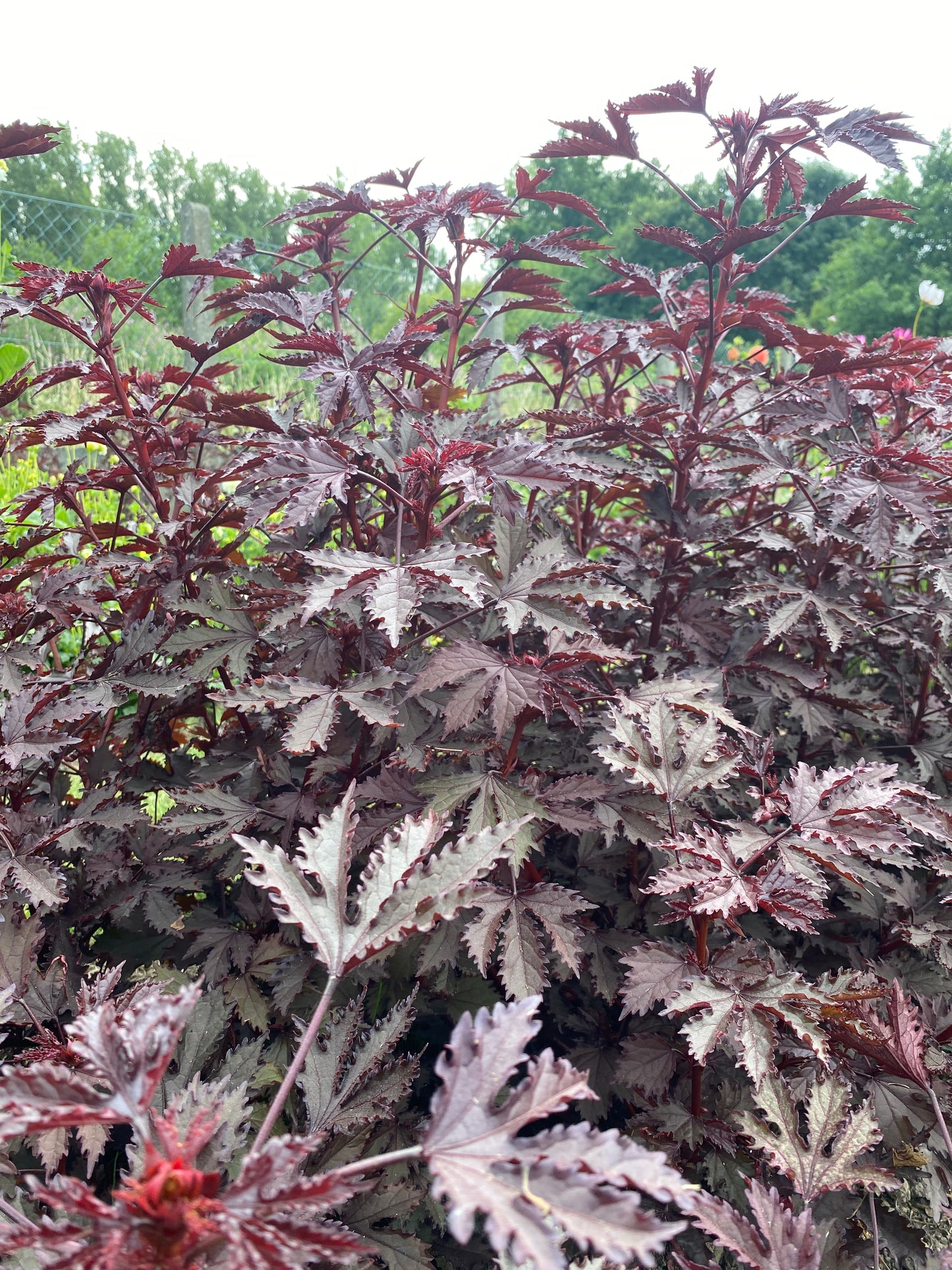 Hibiscus acetosella "Mahogany Splendor"