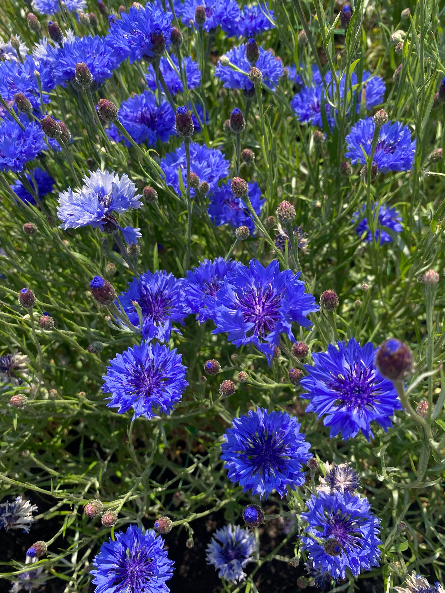 Korenbloem - Centaurea cyanus 'Ball Mix'