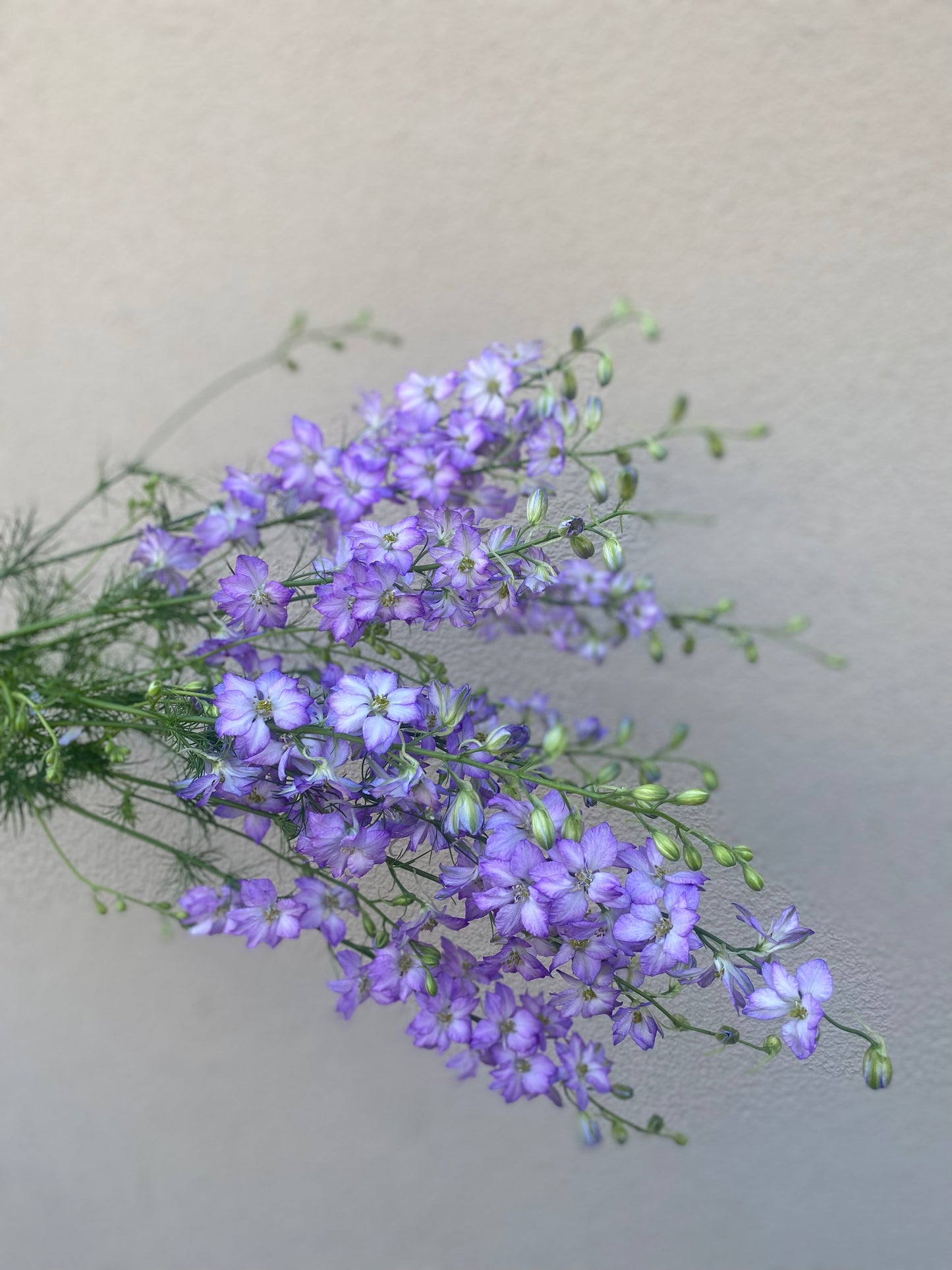 Delphinium Consolida Fancy Purple Picotee (ridderspoor)