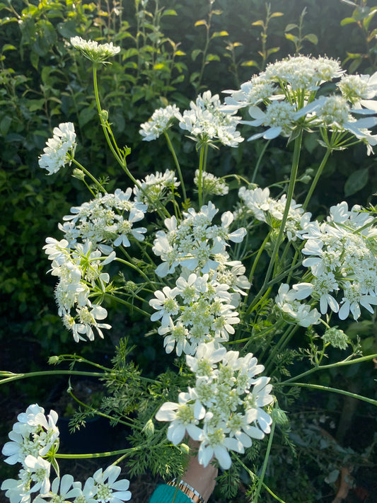 Orlaya Grandiflora