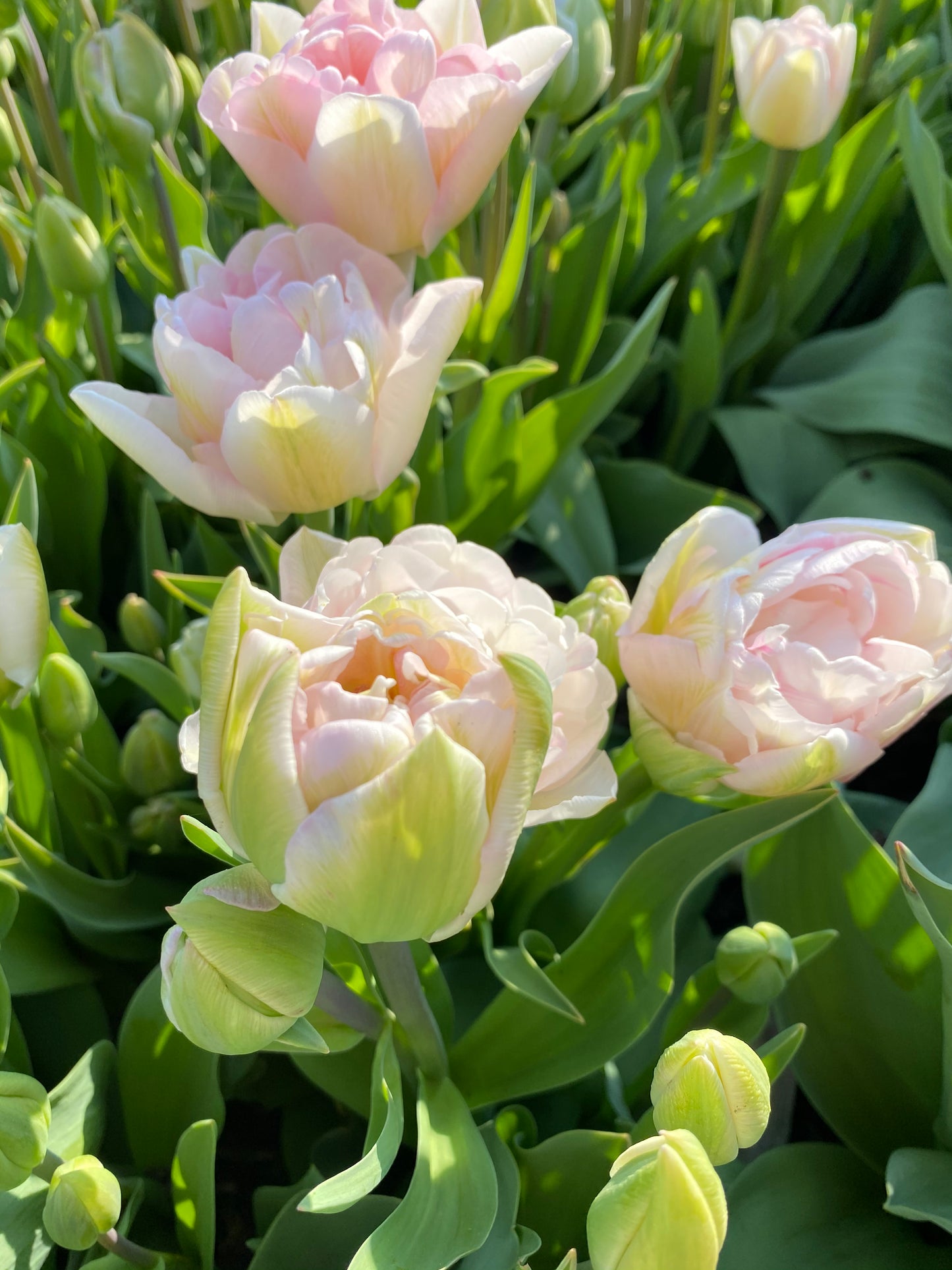 Tulp ‘Angelique’ – 10 bollen - PRE-ORDER