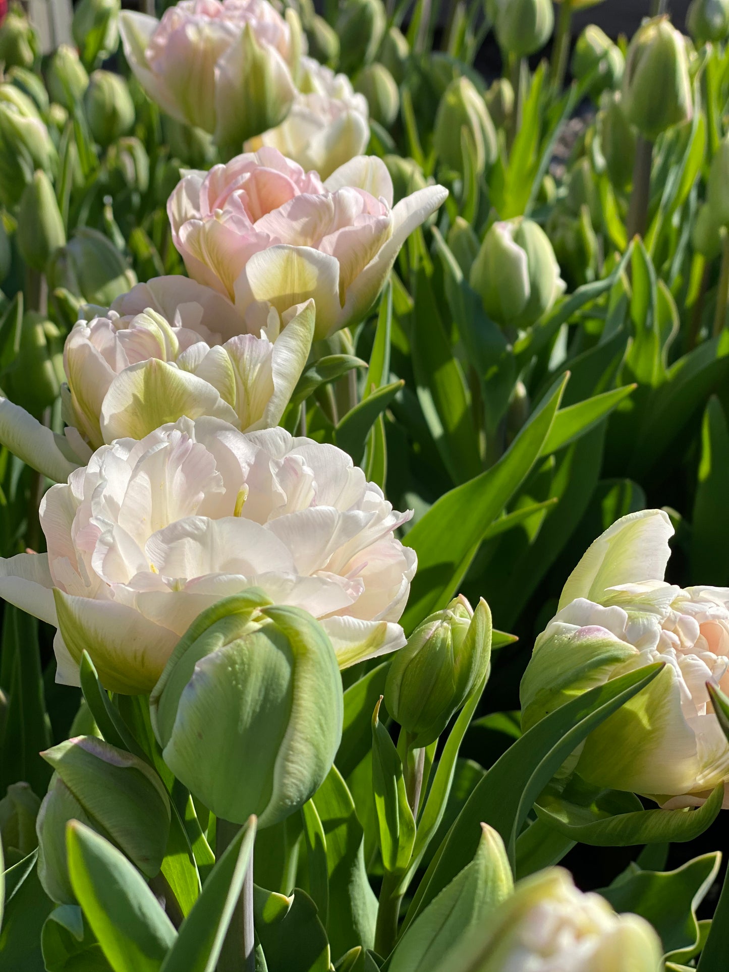 Tulp ‘Angelique’ – 10 bollen - PRE-ORDER