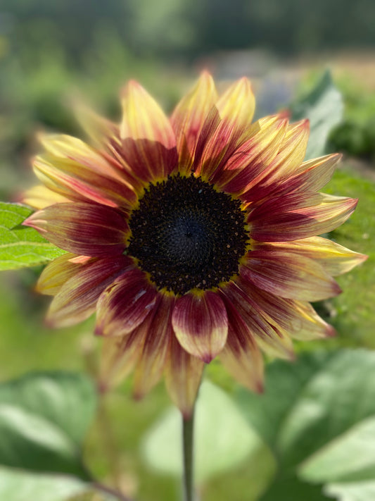 Zonnebloem Marley - Helianthus annuus Marley