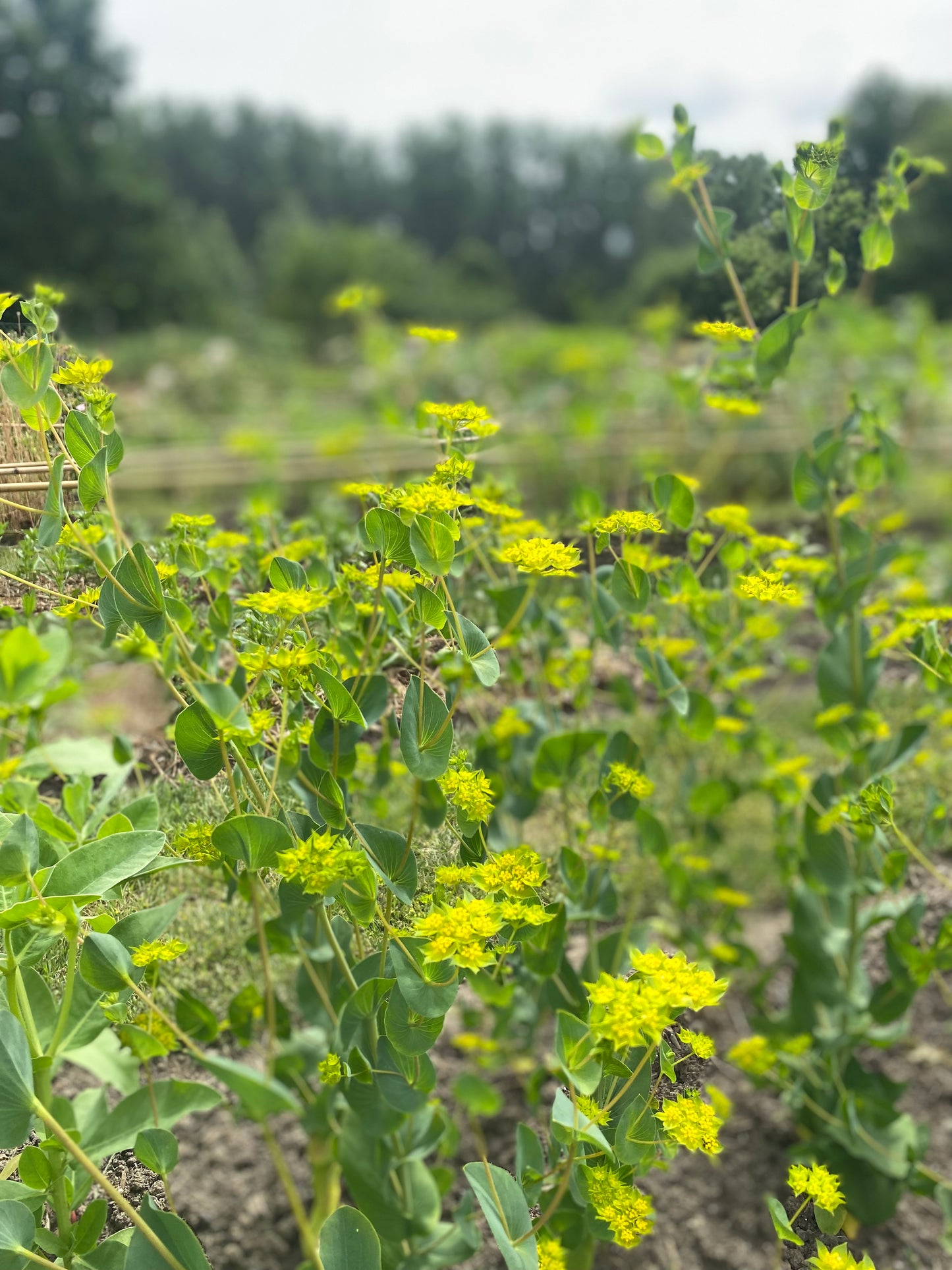 Bupleurum rotundifolium 'Griffithii' - Goudscherm