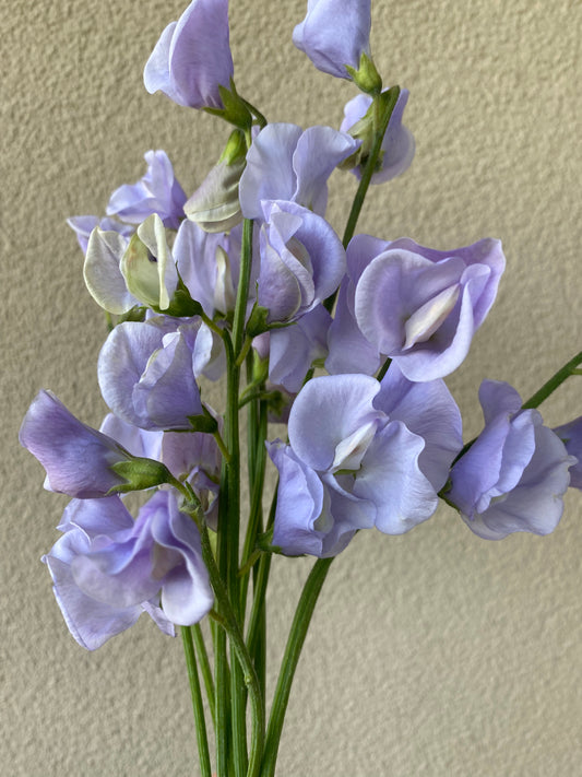 Lathyrus Odoratus - Reukerwt Spring Sunshine Light Blue