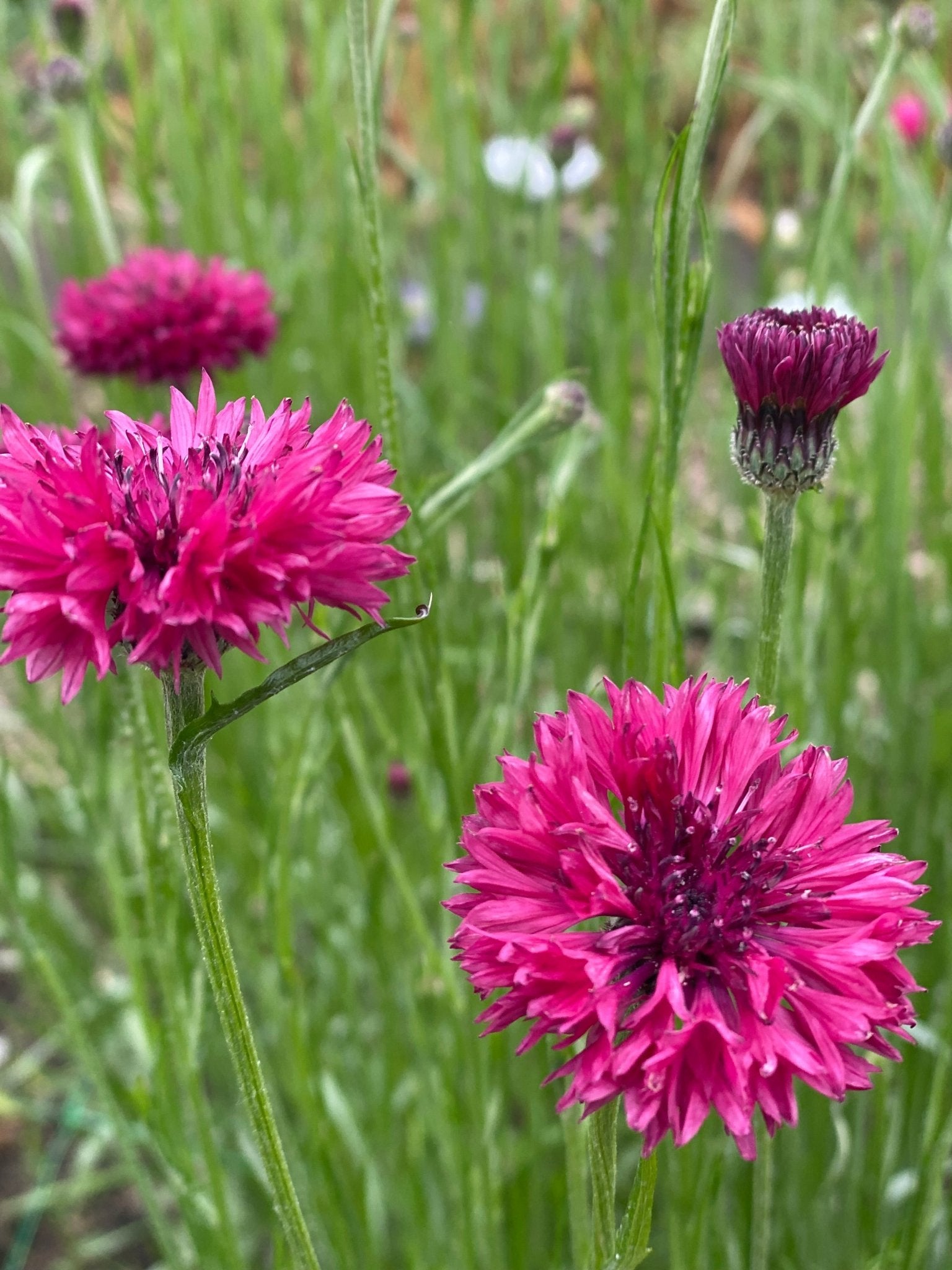 Korenbloem - Centaurea cyanus 'Ball Red' - Tuinkabouter Chrisje