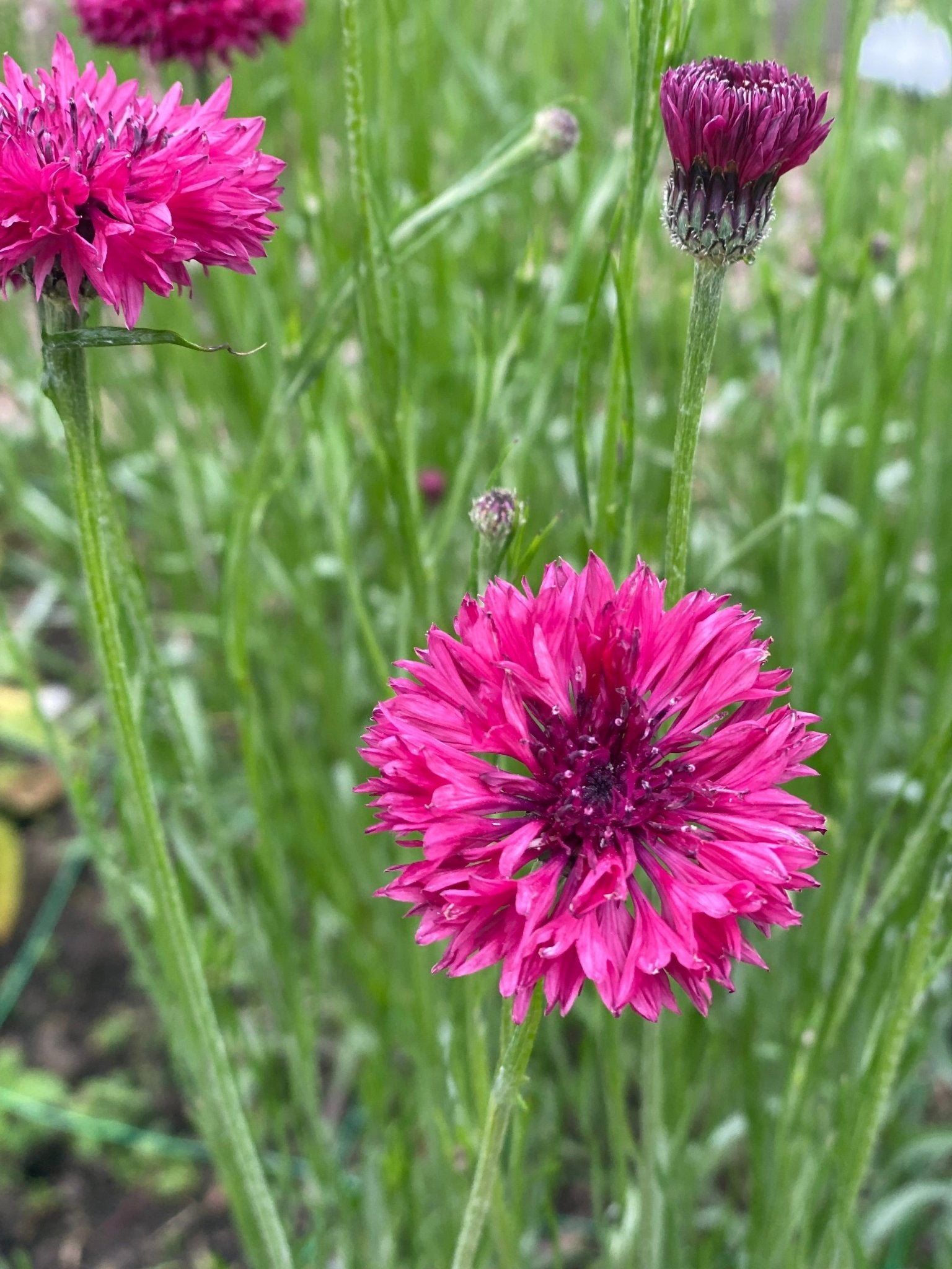 Korenbloem - Centaurea cyanus 'Ball Red' - Tuinkabouter Chrisje