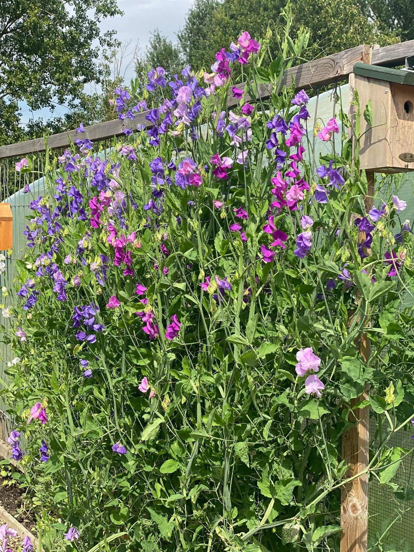 Lathyrus Odoratus - Reukerwt "Chrisje's Amethyst Mix” - Tuinkabouter Chrisje