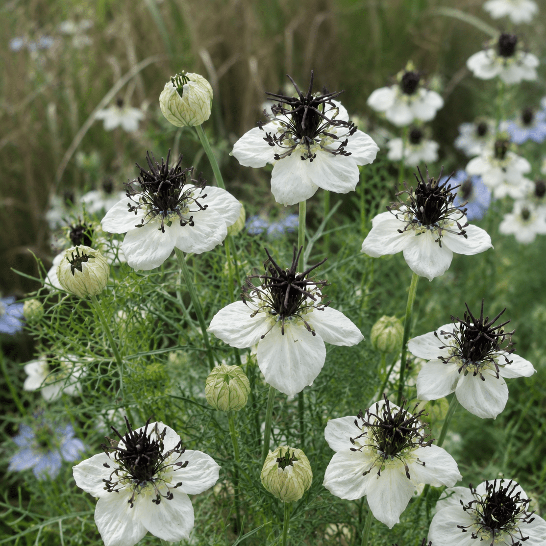 Nigella papillosa ‘Eclipse’ – Juffertje-in-het-groen - Tuinkabouter Chrisje