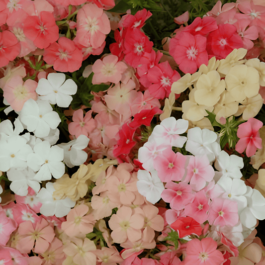 Phlox drummondii ‘Beauty Coral Reef’ - Tuinkabouter Chrisje