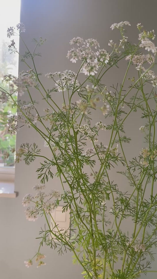 Koriander - Coriandrum sativum