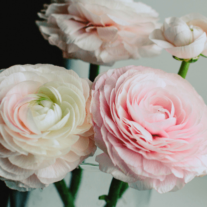 Ranonkel Chamallow - Tuinkabouter Chrisje