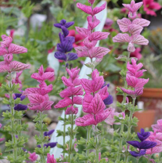 Salvia horminum mix - Tuinkabouter Chrisje