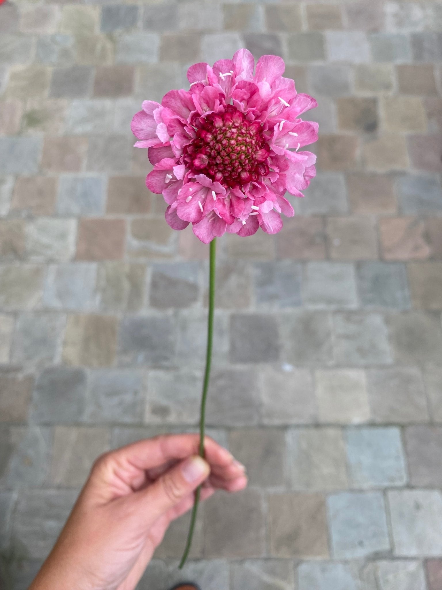 Scabiosa atropurpurea 'Salmon Queen' - Tuinkabouter Chrisje