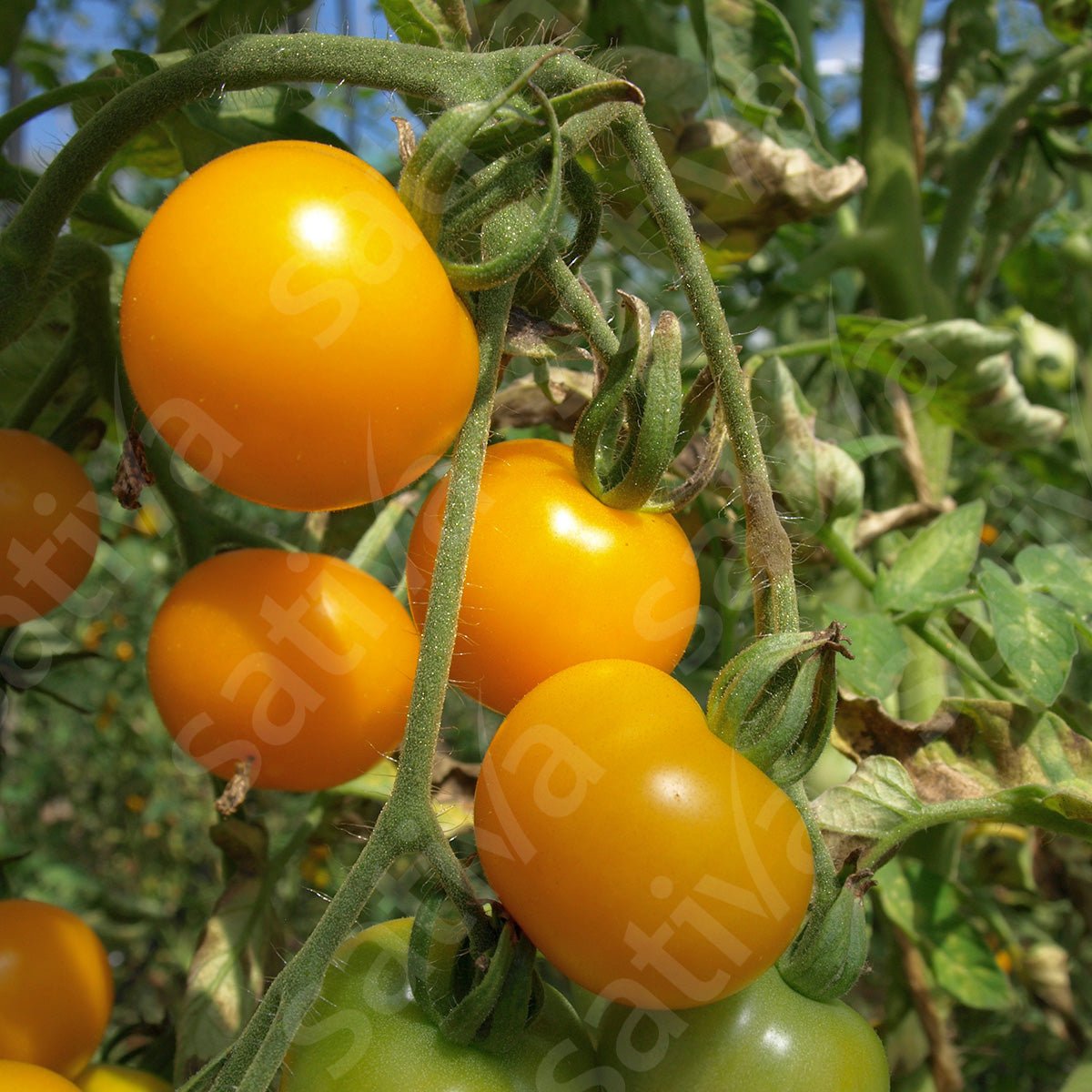 Tomaat ‘Gele van Thun’ – Bio van Sativa - Tuinkabouter Chrisje