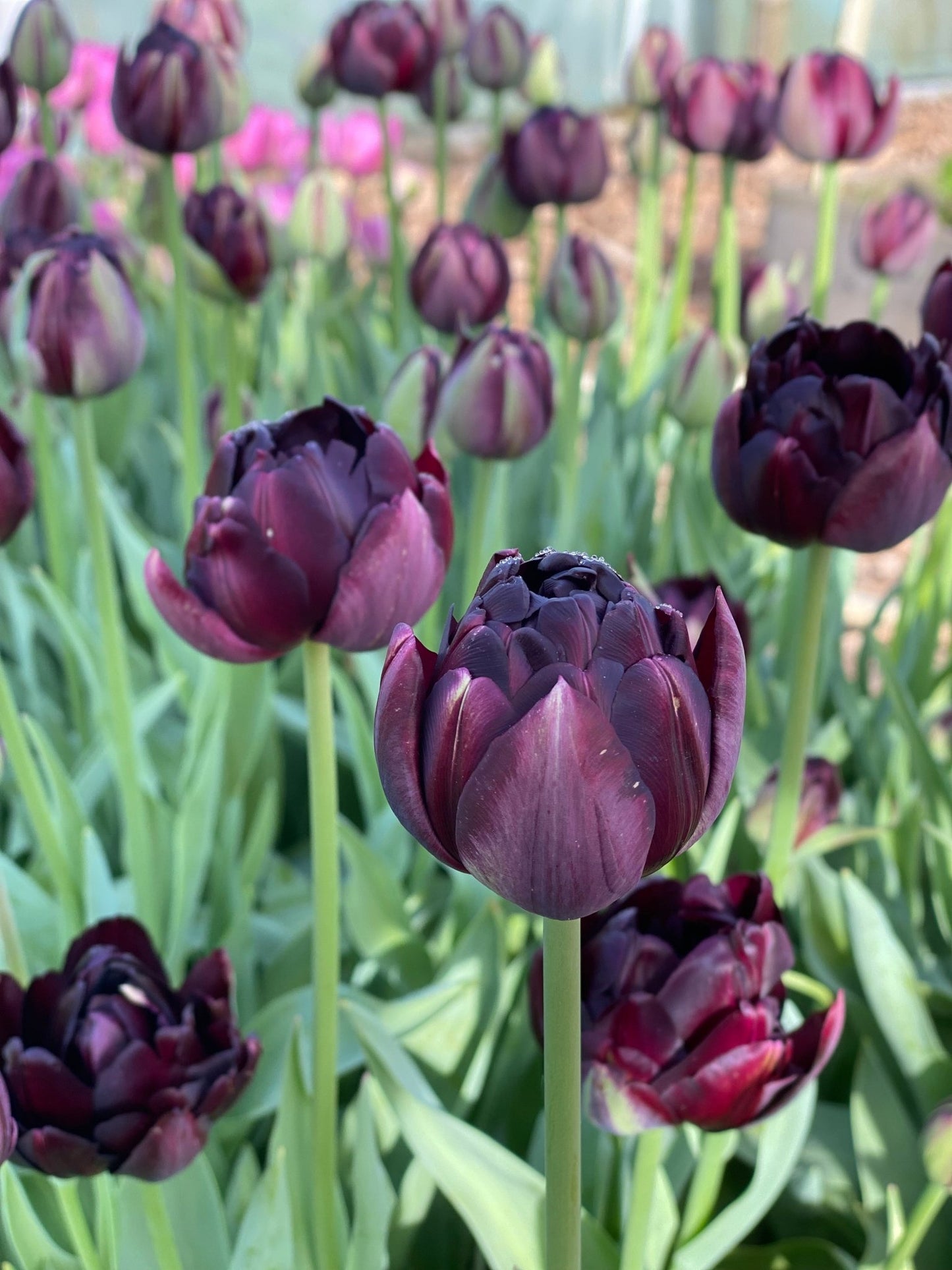 Tulp Black Hero - pak van 10 bloembollen - Tuinkabouter Chrisje