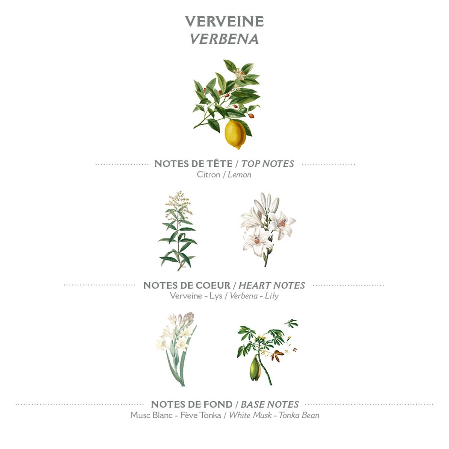 Vloeibare zeep uit Marseille 500ml | Verbena - Tuinkabouter Chrisje