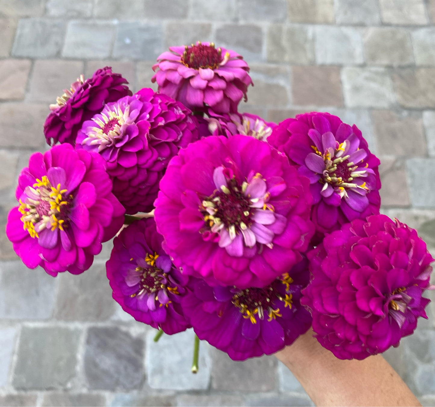 Zinnia elegans Oklahoma Carmine - Tuinkabouter Chrisje