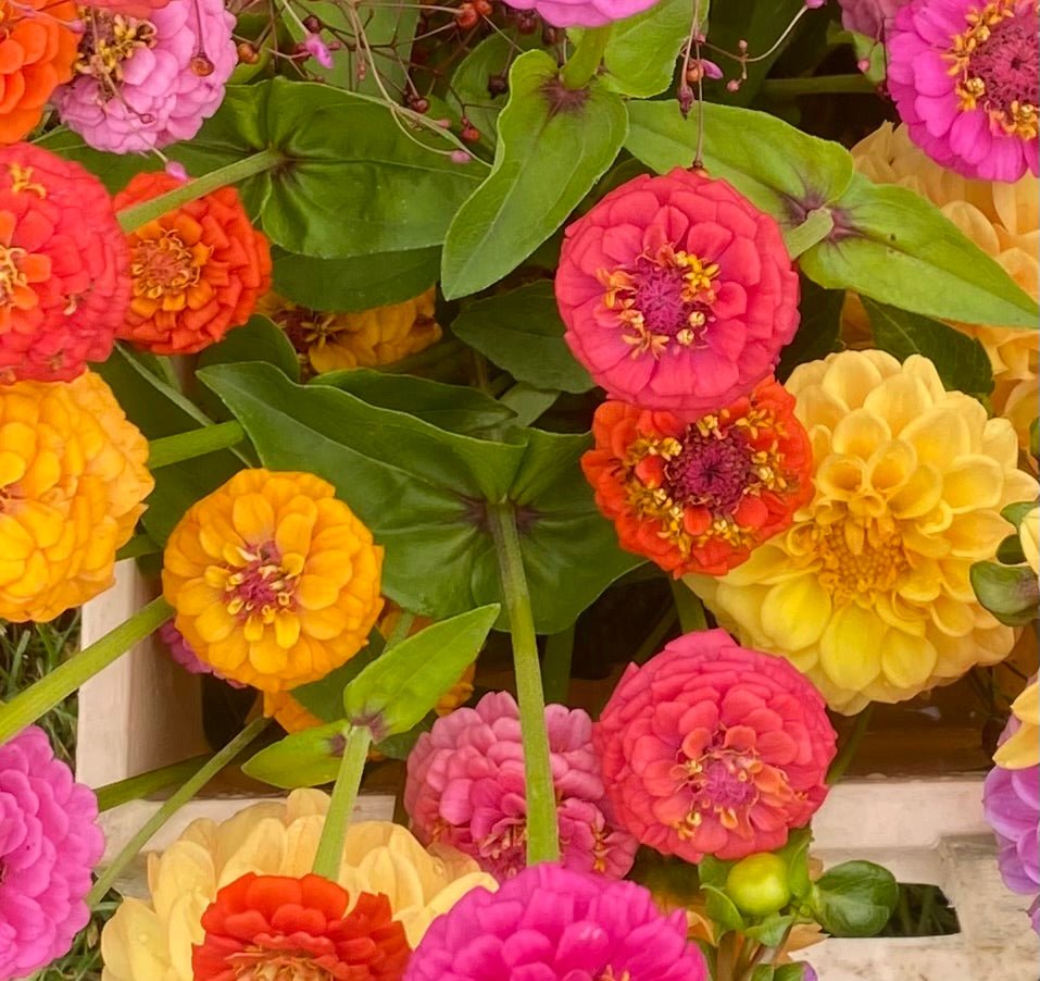 Zinnia Pompon Mix - Tuinkabouter Chrisje