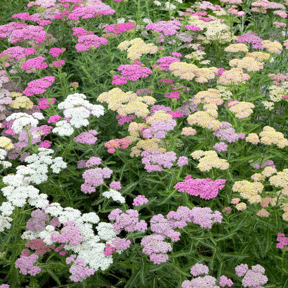 Achillea millefolium "Summer Pastels Mix" - Tuinkabouter Chrisje