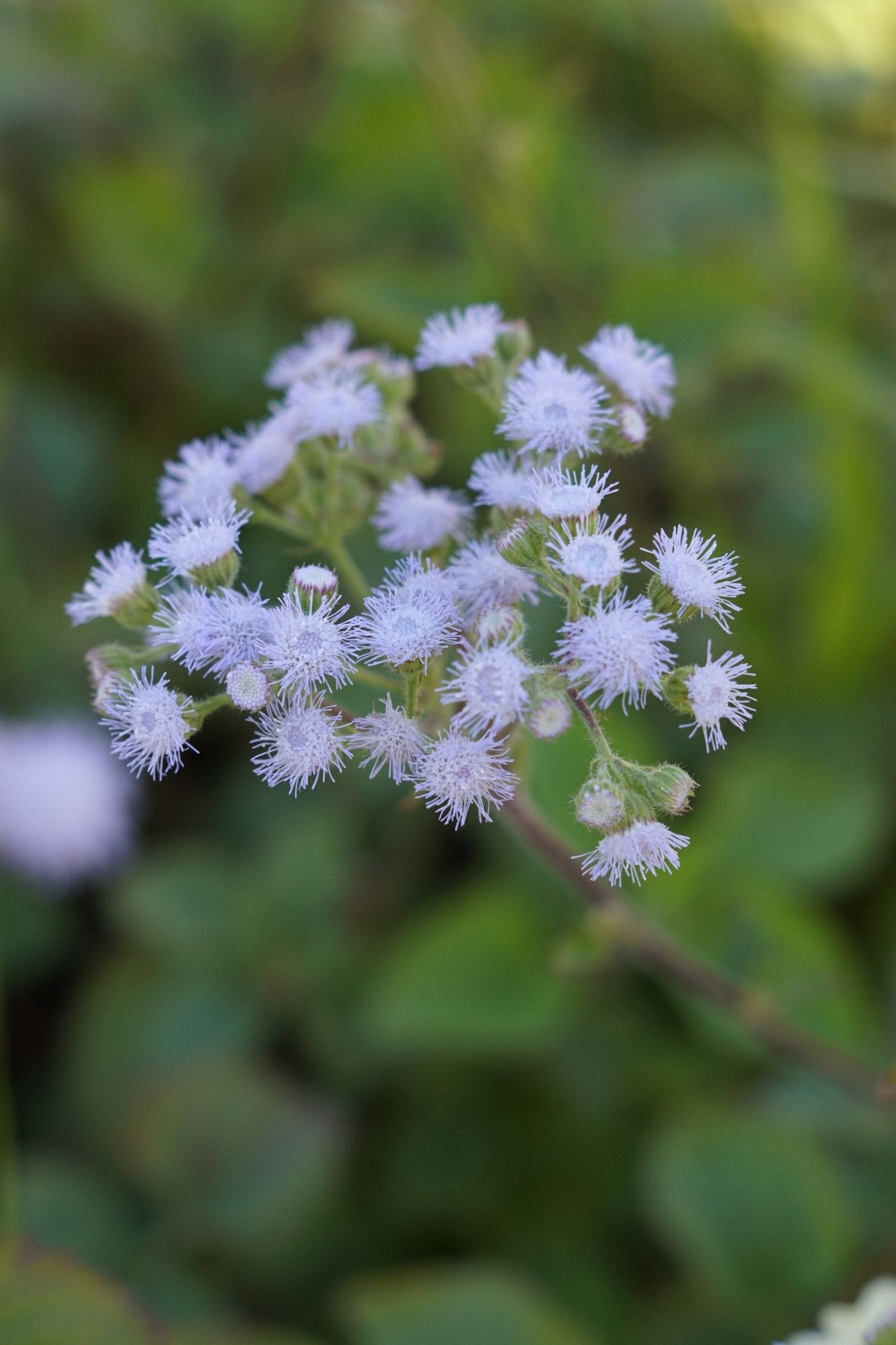 Ageratum houstonianum mix - Tuinkabouter Chrisje