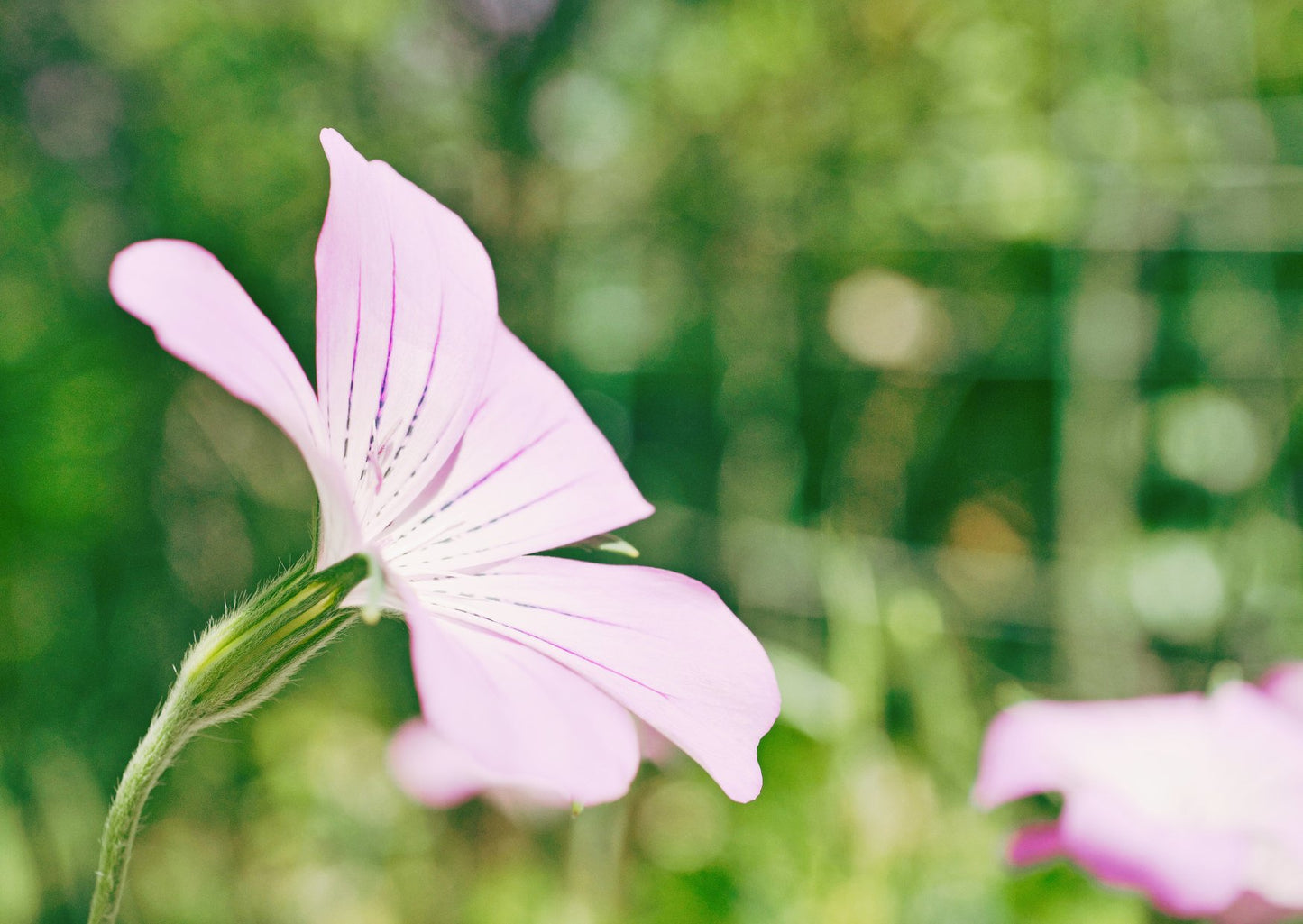 Agrostemma githago 'Light Rose' - Tuinkabouter Chrisje