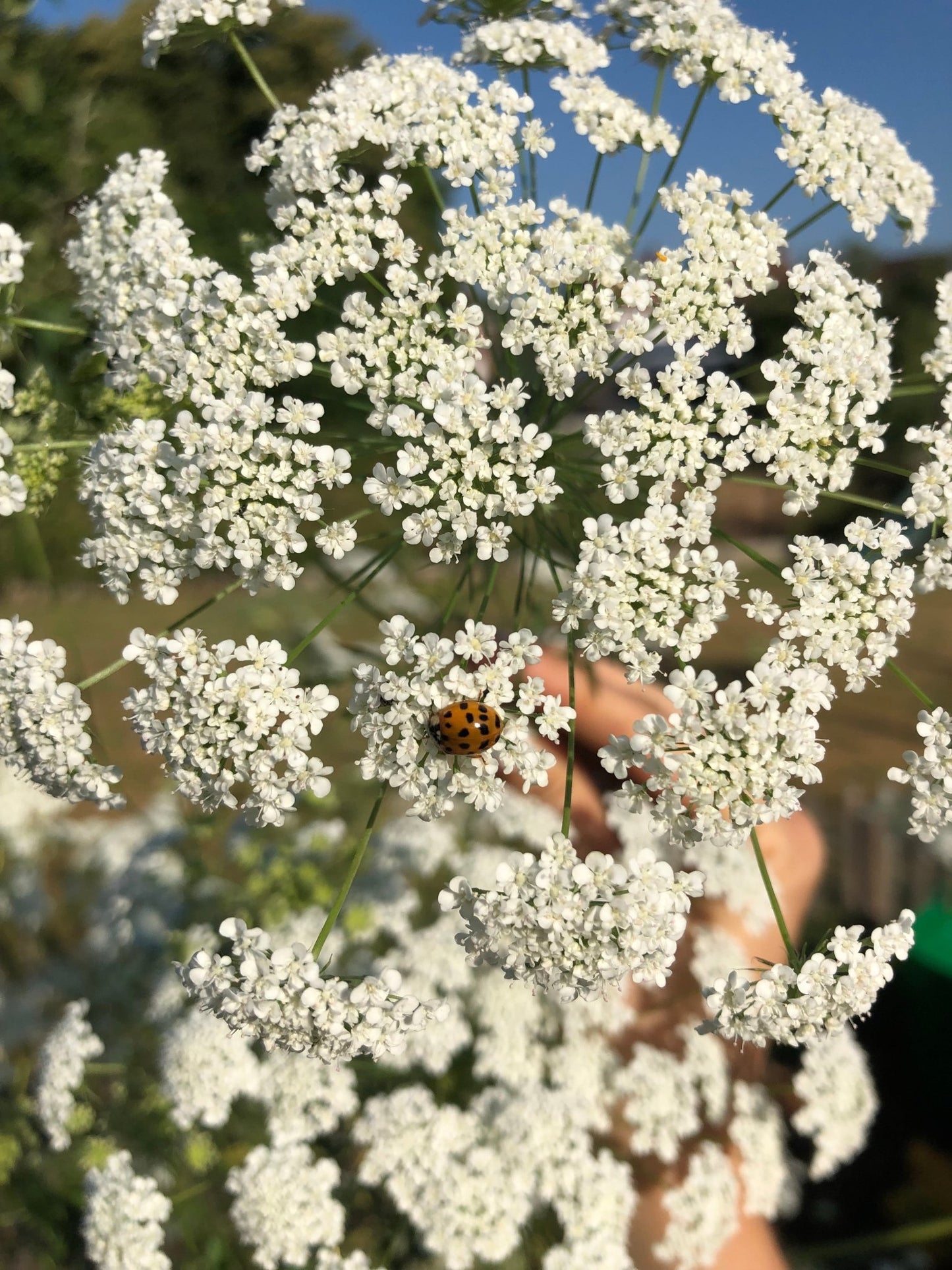 Amni Majus Lieveheersbeestje 