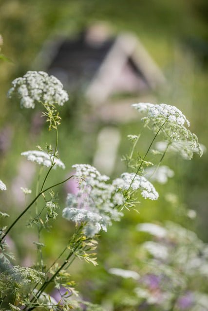 Amni Majus Groot akkerscherm 