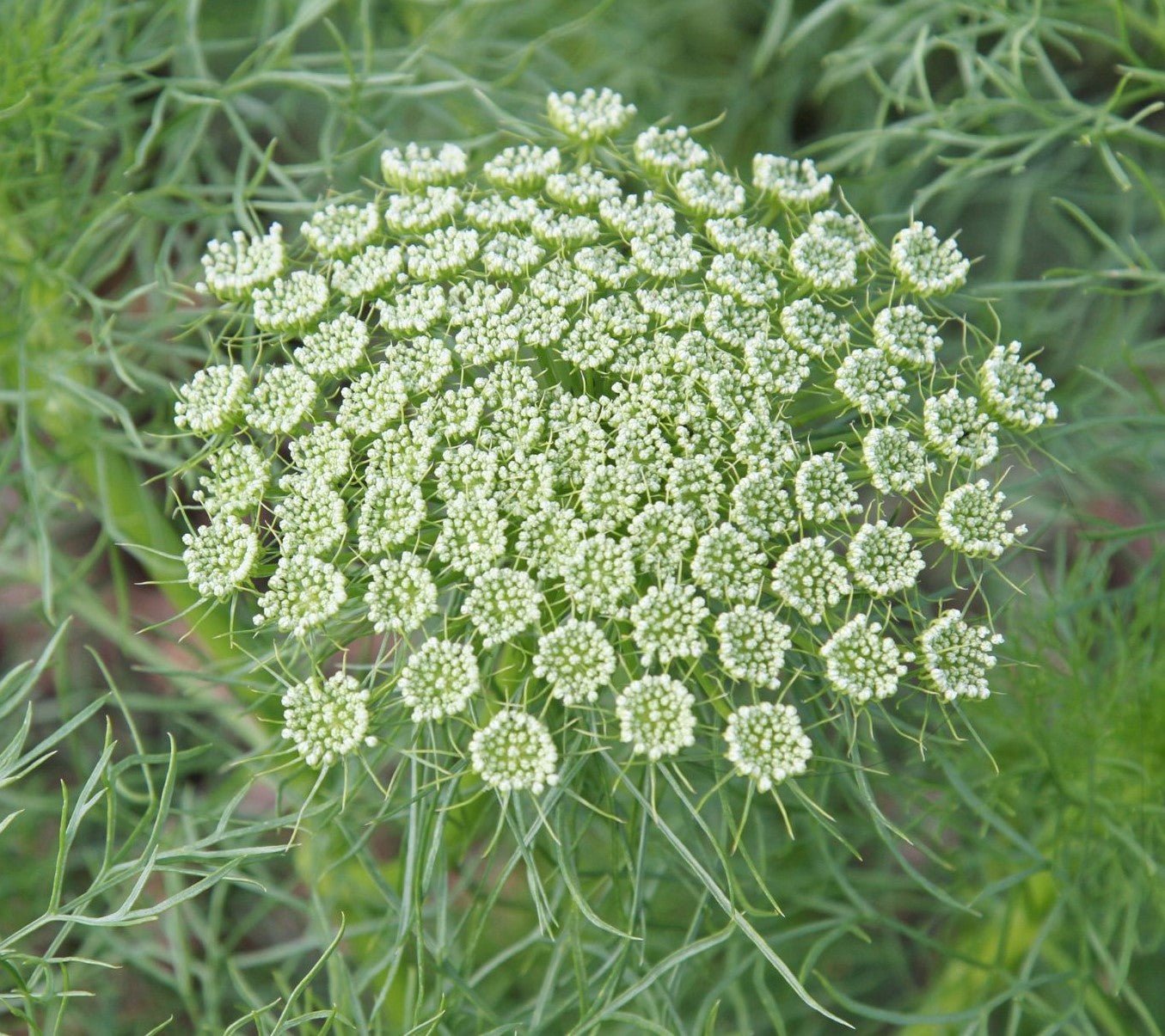 Ammi Visnaga - Tuinkabouter Chrisje