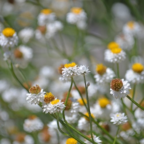 Ammobium alatum grandiflorum - Tuinkabouter Chrisje