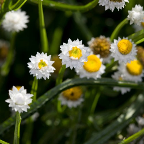 Ammobium alatum grandiflorum - Tuinkabouter Chrisje