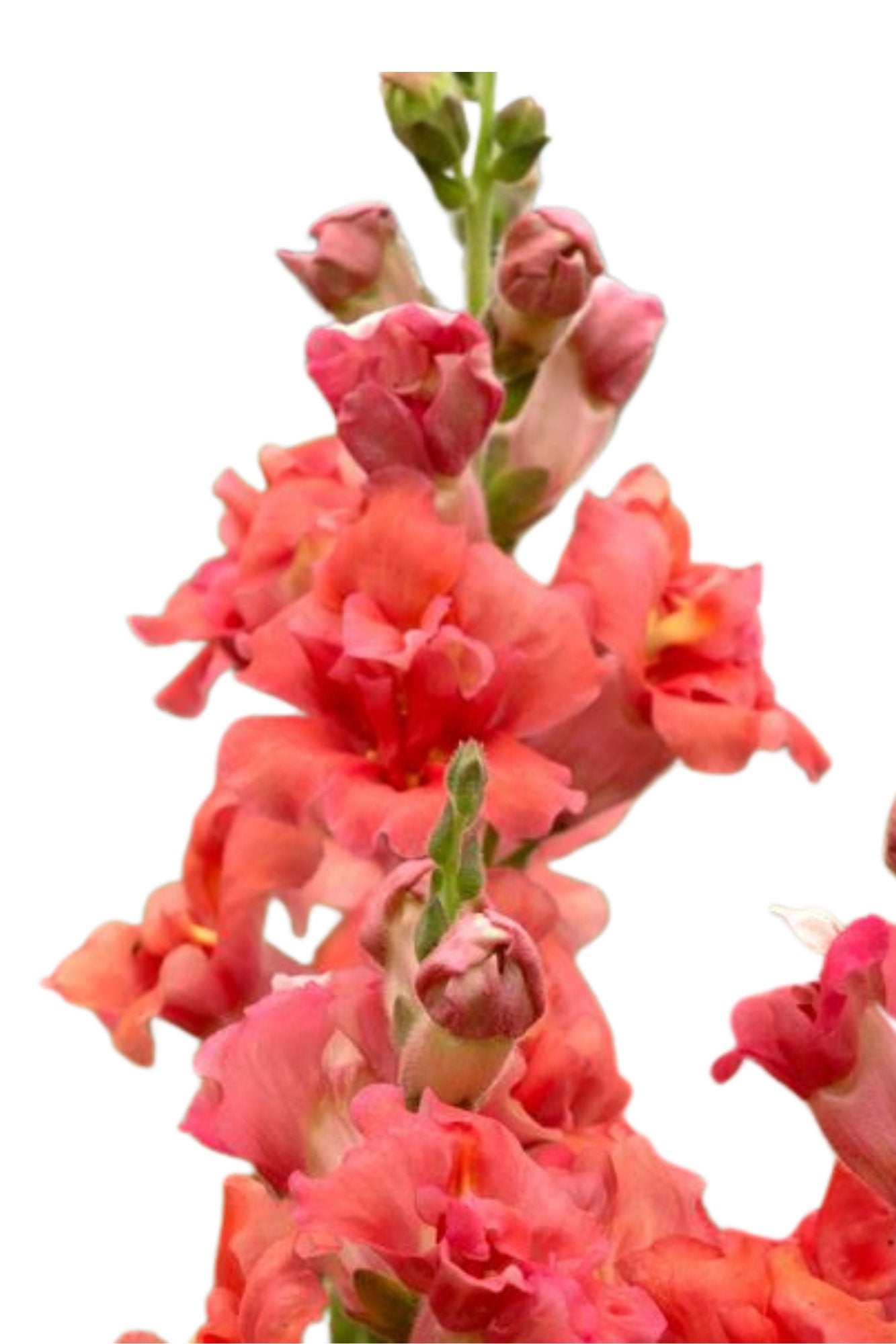 Antirrhinum Majus - Leeuwebek "Madame Butterfly Cherry Bronze " - Tuinkabouter Chrisje