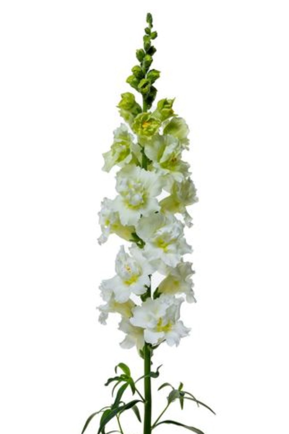 Antirrhinum Majus - Leeuwebek "Madame Butterfly Ivory " - Tuinkabouter Chrisje