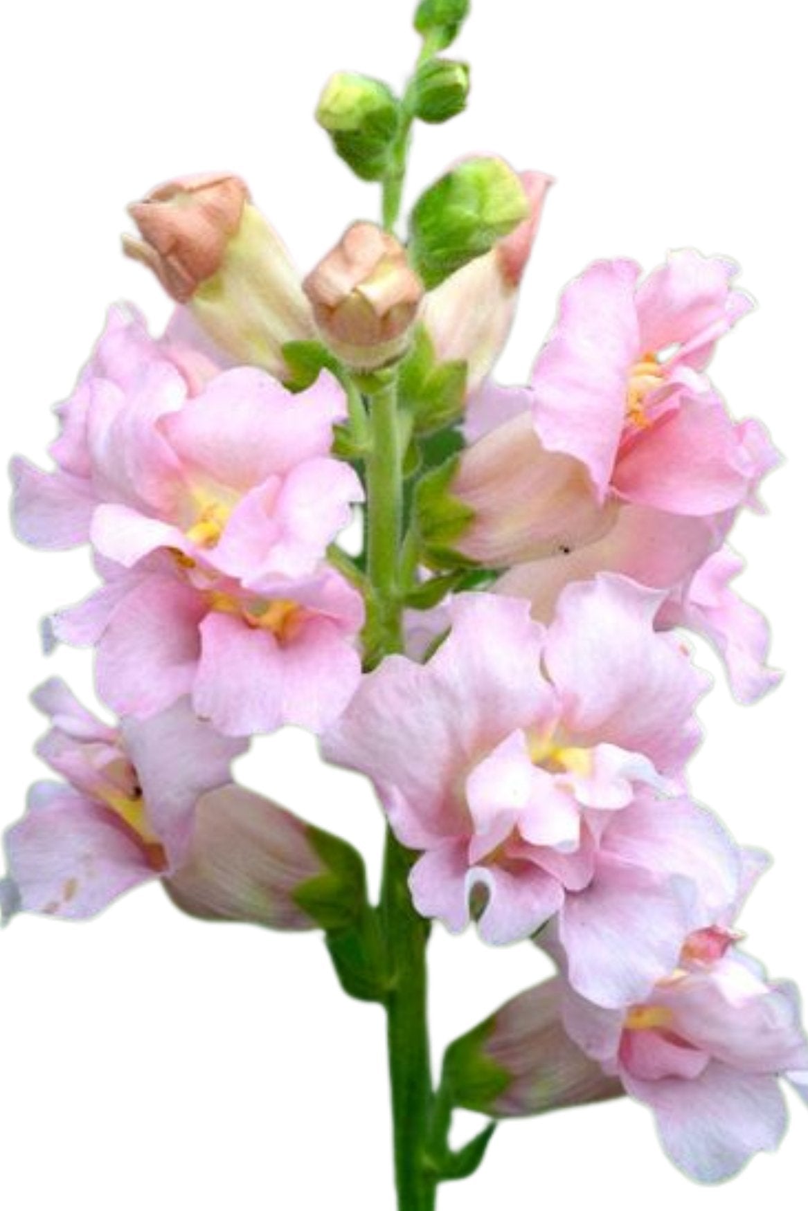 Antirrhinum Majus - Leeuwebek "Madame Butterfly Pink" - Tuinkabouter Chrisje