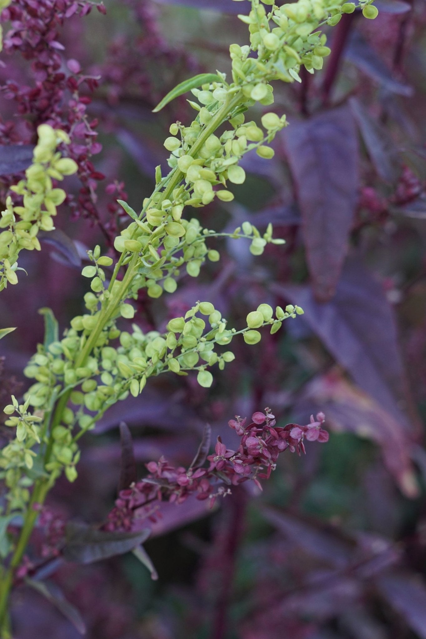 Atriplex Hortensis - mix - Melde - Tuinkabouter Chrisje