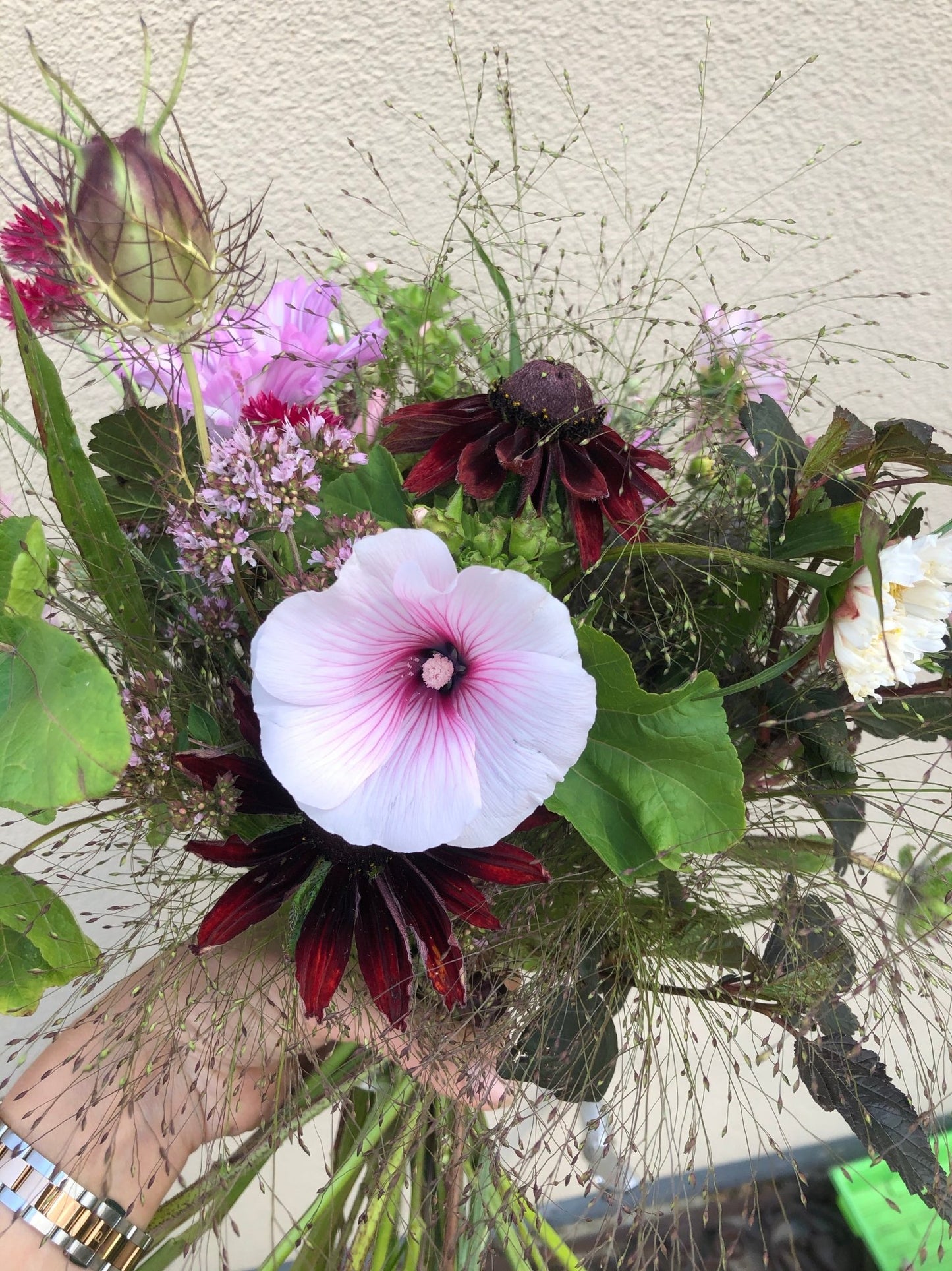 Bekermalva Lavatera Pink Blush 