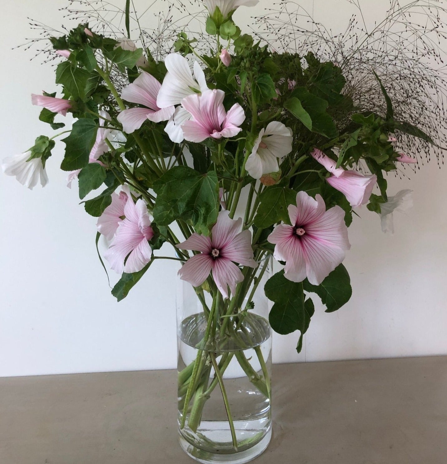 Lavatera Pink Blush Bekermalva